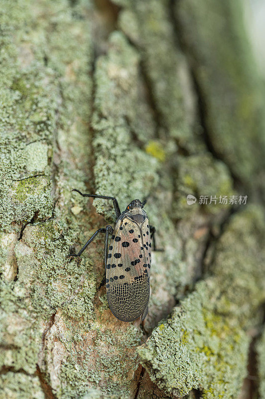 一只斑点灯笼蝇(Lycorma delicatula)在枫树的树干上爬行的特写